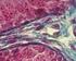 Organizace buňky Cytoplasmatická membrána a specializace buněčného povrchu
