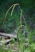 Příspěvek k rozšíření ostřice převislé (Carex pendula) na území severovýchodní Moravy a Slezska