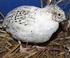 EFFECT OF FATTY ACIDS IN THE REPRESATION OF QUAIL EGGS BY SAGE SPANISH