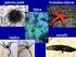 DRUHOÚSTÍ (DEUTEROSTOMIA) ostnokožci Echinodermata hvězdice (Asteroidea), hadice (Ophiuroidea) a ježovky (Echinoidea)