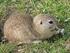 Distribution of the European Ground Squirrel (Spermophilus citellus) in the Czech Republic in