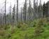 Optimalizace hnojení a hospodaření na půdách lesních školek