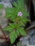 Poznámky k adventivní flóře severní Moravy a Slezska 2. Geranium purpureum. Notes on the adventive flora of northern Moravia and Silesia ÚVOD METODIKA