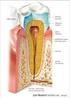 sklovina korunk a zubovina zubní dřeň cement krček nervy a cévy kořen zubní lůţko