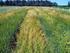 Quality of Malting Barley from Harvest 2013 in the Czech Republic