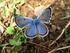 Motýli (Lepidoptera) Chráněné krajinné oblasti Křivoklátsko