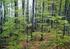 Lesní vegetace Krumlovského lesa a okolí