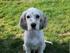 SETTER ANGLAIS (English Setter)