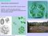 Mitochondrie Peroxisómy. Rostlinná cytologie, Katedra experimentální biologie rostlin PřF UK