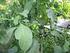 Lilek borůvkovitý (Solanum scabrum) - neznámá rostlina našich zahrad. Napsal uživatel vilcakul Úterý, 13 Září :40