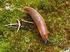 Plzák španělský Spanish Slug, Lusitanian Slug (Arion vulgaris)