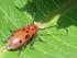 Brouci čeledí Anthribidae a Curculionidae (Coleoptera) CHKO Kokořínsko