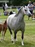 Mezinárodní šampionát Welsh Pony & Cob 2016 sobota