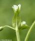 Distribution of Cerastium lucorum in the Czech Republic