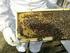 Včelárstvo, včela medonosná
