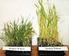 DISTINGUISHING OF THE SPRING AND WINTER GROWTH HABITS OF COMMON WHEAT VARIETIES (TRITICUM AESTIVUM L.) BY DETECTION OF GENE VRN1
