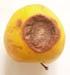 Detekce a identifikace škodlivých fytoplazem ovocných dřevin