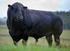 Plemeno: Aberdeen Angus