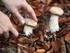 Mykorhiza tajemný život hub s rostlinami aneb houbový internet v půdě