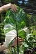 Alocasia esculenta. Amorphophallus aphyllus