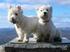 WEST HIGHLAND WHITE TERRIER WEST HIGHLAND WHITE TERIÉR