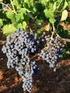 Aktuálne k ochrane, výžive a agrotechnike viniča v Integrovanej produkcii