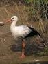 ptáci Aves Neognathae Neoaves pěvci Passeriformes Neognathae Neoaves pěvci Passeriformes skřivanovití Alaudidae