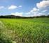 Pšenice jarní [Spring wheat]