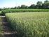 SPRING BARLEY WEED INFESTATION IN VARIOUS CROP ROTATION CYCLES