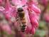 Keď sa u nás hovorí o včele medonosnej, myslí sa tým európsky druh, ktorý chovajú včelári po celom svete.