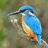 Length of the breeding season in the Common Kingfisher (Alcedo atthis) in the Czech Republic