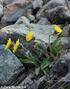 Distribution of Hieracium alpinum in the Czech Republic