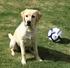 LABRADOR RETRIEVER. FEDERATION CYNOLOGIQUE INTERNATIONALE (AISBL) SECRETARIAT GENERAL: 13, Place Albert 1 er B 6530 Thuin (Belgique)