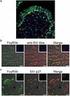 MOLECULAR INTERACTION OF PROTEIN P27, INHIBITOR OF CYCLIN DEPENDENT KINASES MOLEKULÁRNÍ INTERAKCE PROTEINU P27, INHIBITORU CYKLIN DEPENDENTNÍCH KINÁZ