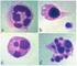 THE DYNAMICS OF MORPHOLOGICAL CHANGES DURING IN VITRO AGING OF BOVINE VIRGIN MAMMARY GLAND NEUTROPHILS