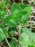 RIGORÓZNÍ PRÁCE. Abiotická elicitace suspenzní kultury Trifolium pratense L.