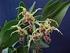 Dendrobium spectabile