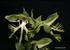 Orchidaceae. Apostasioideae (Apostasia, Neuwiedia) Vanilleae (Galeola, Vanilla) Cypripedioideae (Cypripedium, Paphiopedilum) Orchidoideae