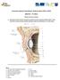 Inovované výukové materiály pro studenty oboru OPTO a ORTO (BKLT011 PS 2013)