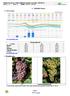 1. Aktuální situace. 85 zrání (zaměkání) bobulí V tomto období, podle lokalit a odrůd, začíná nebo probíhá zrání (zaměkání) hroznů, fáze 85 BBCH.