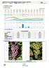 1. Aktuální situace. 1.1 Meteorologie. 1.2 Fenofáze révy.