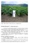 ĽUĽOK ZEMIAKOVÝ, Solanum tuberosum L. Zemiak ľuľok zemiakový (Solanum tuberosum L.) pohľad na porast,