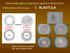 Embryonální původ orgánových soustav a tělních dutin 1. BLASTULA. Stádia embryonálního vývoje: Vznik ektodermu a primární tělní dutiny (blastocoelu)