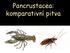 Pancrustacea: komparativní pitva