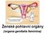 Ženské pohlavní orgány. (organa genitalia feminina)