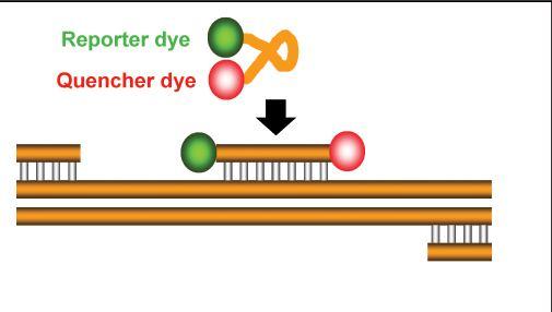 chemismus 2) hybridizační sondy (TAQman) uvolňování fluorescence po