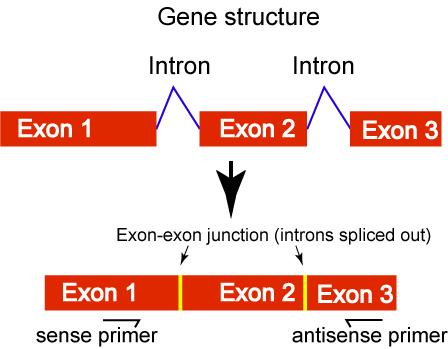 kontaminace genomickou DNA 1) ošetření vzorků před RT DNasou 2) navržení primerů do