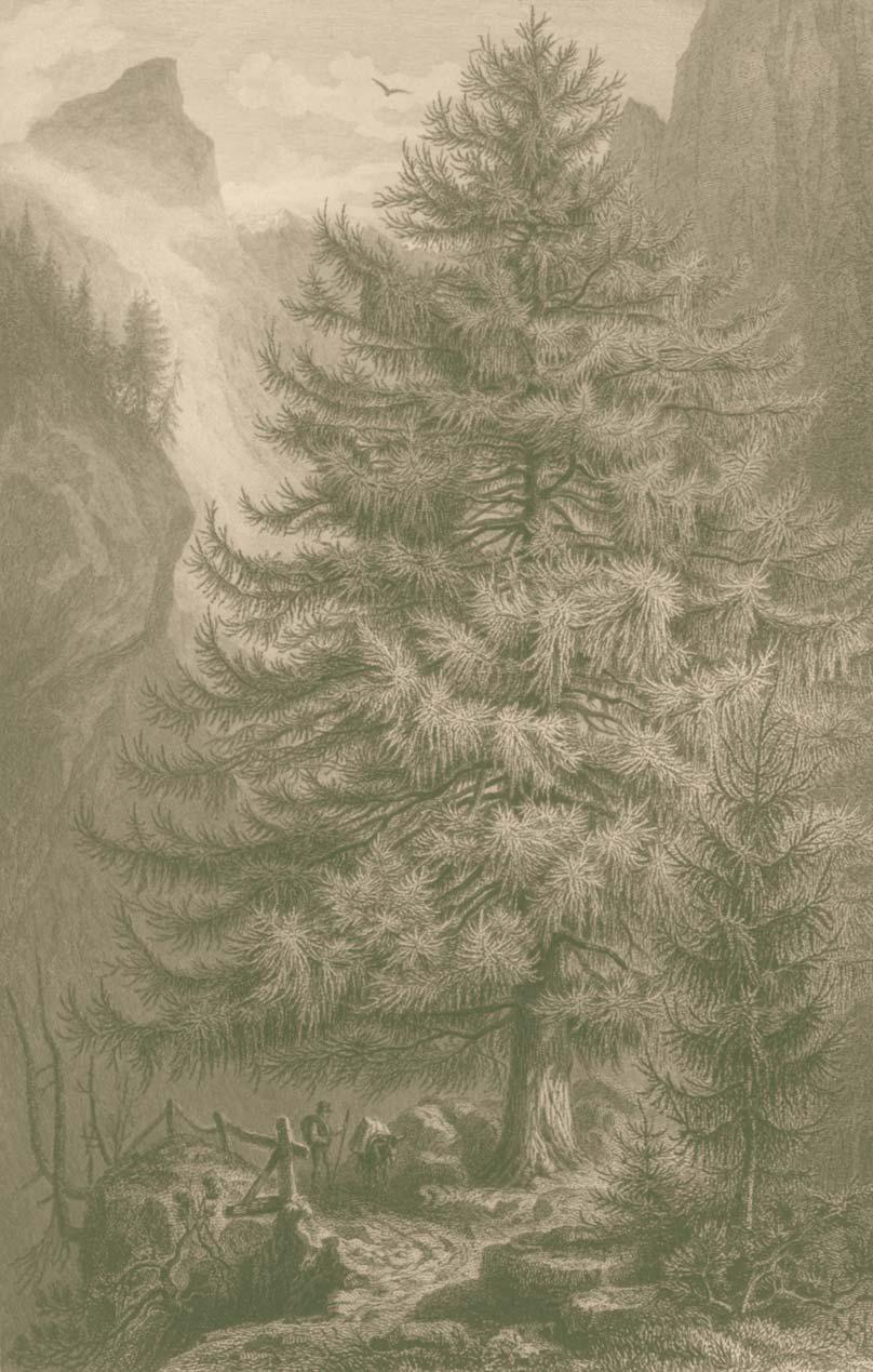Modfiín opadav Larix decidua (F. A. Roßmäßler, Der Wald, 1863).