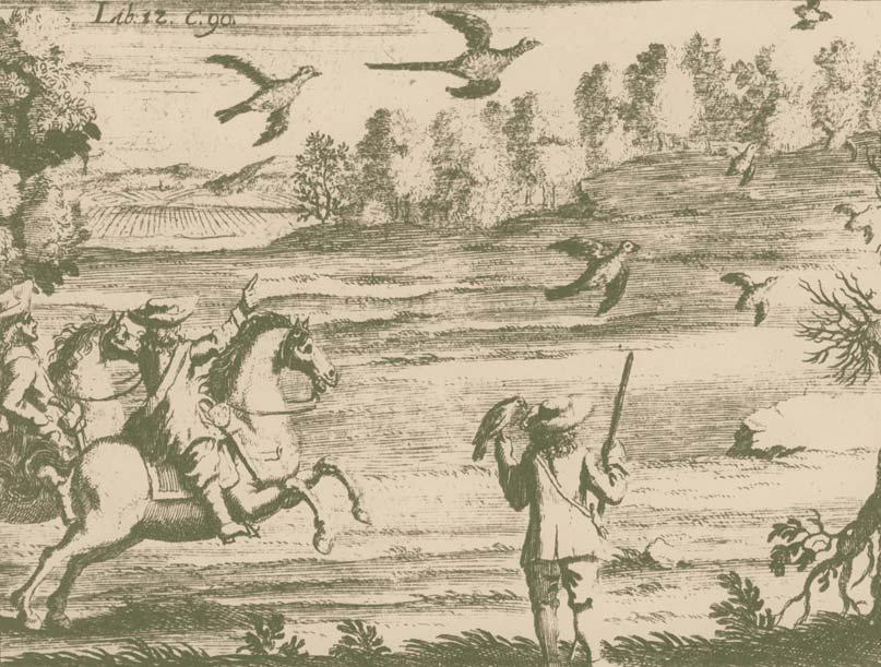 Lov baïantû s pomocí loveck ch sokolû (z knihy Georgica curiosa II, závûr 17. století).