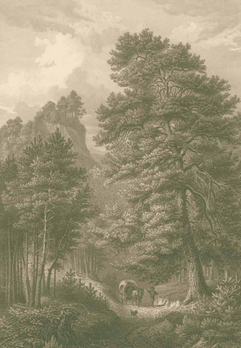 Borovice lesní Pinus silvestris (F. A. Roßmäßler, Der Wald, 1863).